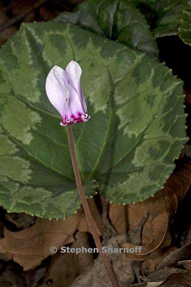 cyclamen africanum 4 graphic